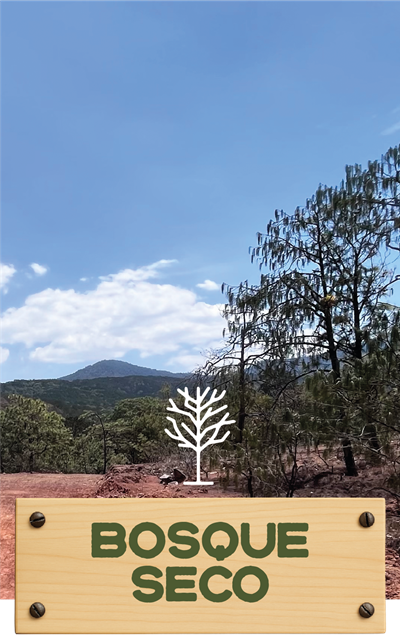 Yazahua | Terrenos en Venta en Chiquilistlán – Naturaleza, Vistas y Libertad